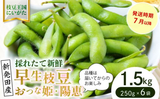 早生枝豆 1.5kg【 数量限定 早生 枝豆 おつな姫 陽惠 新潟県 先行予約 1.5kg 株式会社せいだ 新潟県 新発田市 seida019 】
