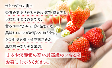 【愛知県・田原産】ブランドいちご「いちごのしあわせ」約9粒～15粒 1月中お届け ／ 苺 イチゴ フルーツ 果物 農薬節減 愛知県 特産品 産地直送 田原市 渥美半島 いちご イチゴ 苺 いちご イチ