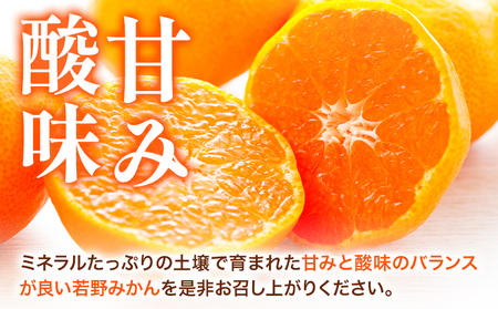 みかん 訳あり 10kg 若野みかん サイズ混合(11月下旬-12月中旬頃出荷)