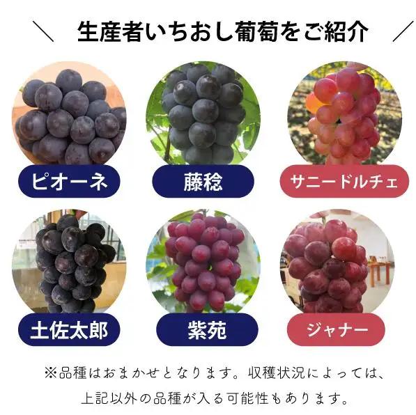 シャインマスカット 岡山県産シャインマスカット＆生産者いちおしぶどう2房入計1.0kg～ 【KF-B010-04】
