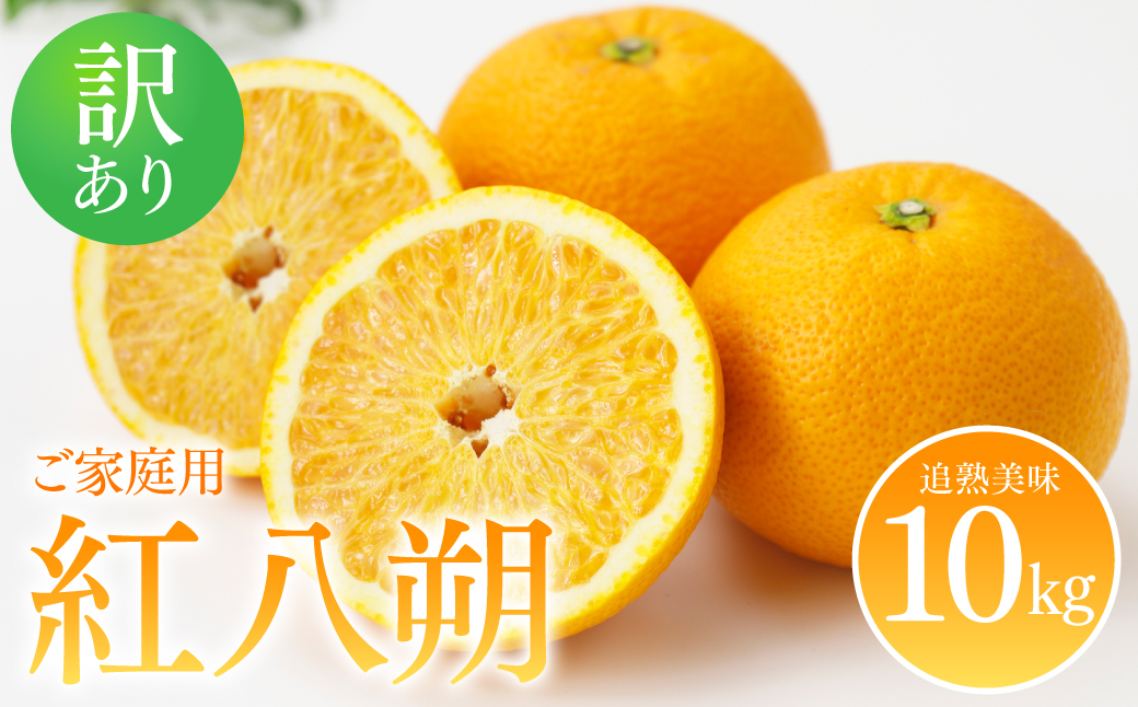 【先行予約】 ＜訳あり＞ 紅八朔 ご家庭用 約10kg 柑橘 かんきつ 果物 くだもの フルーツ べにはっさく 熊本県 八代市 【2026年2月上旬より順次発送】