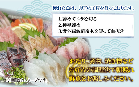 【朝獲り】漁師厳選 鮮魚セット (中) 4種類以上 約3kg  [D-018001]  魚 産地直送