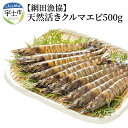 【ふるさと納税】車海老 天然 活き 500g 15〜25尾 網田漁協 有明海 プリプリ BBQ パーティー アウトドア キャンプ クール便 冷蔵 お取り寄せ 送料無料【熊本県宇土市】