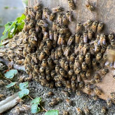 ふるさと納税 津和野町 【希少品】自然のまま2年熟成させた100%天然の生はちみつ　300g×2個 |  | 02