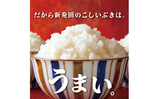 【令和8年産】こしいぶき 20kg コシヒカリ こしひかり 遺伝子を引き継ぐ ご飯 備蓄 コメ お米 米 こめ 新潟産 新潟米 新潟県 新潟 新発田 新発田市 国産 新発田市産 斗伸 toushin0