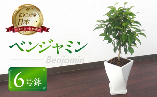 ベンジャミン 観葉植物 植物 6号鉢 人気 おしゃれ かわいい お手入れ 室内 大鉢 中型 インテリア リビング 玄関 寝室 キッチン オフィス プレゼント ギフト 新居 入居 インテリアグリーン グリーン 緑 植物