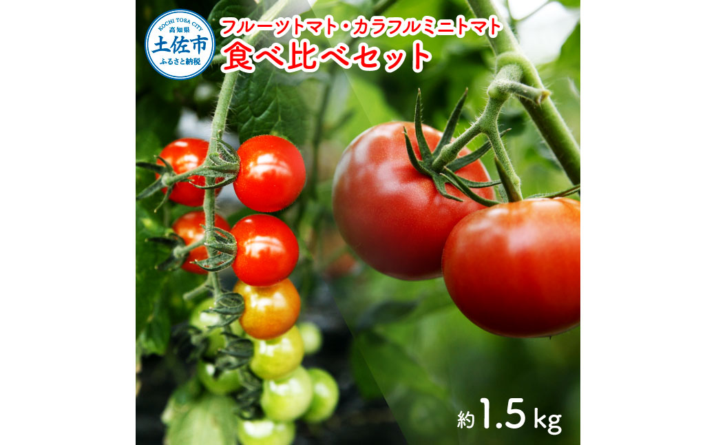 【先行予約】フルーツトマト＆カラフルミニトマト食べ比べセット約1.5kg / 15品種から厳選〈2027年1月下旬から順次発送〉トマト フルーツトマト ミニトマト 詰め合わせ セット ふるーつとまと フルーツミニトマト カラフル トマト とまと 美味しい 高知県産 高知県 土佐市【ファーム輝】 [BQBM001]