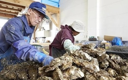 産地直送！ 加熱用 【訳あり】不揃いの殻付き牡蠣３㎏（ 冷凍 ） 【 訳あり 国産 三陸産 天然 牡蠣 かき 殻付き 人気 グラタン 海鮮 お刺身 魚介 魚介類 BBQ バーベキュー フライ 】 RT