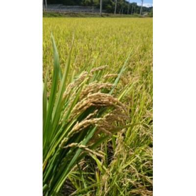 ふるさと納税 むかわ町 ななつぼし　精米　10kg |  | 01