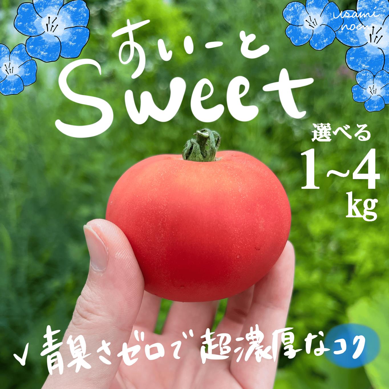 【ふるさと納税】北海道壮瞥町産 スイート 中玉トマト 選べる 約1kg ～ 約4kg 【 人気 おすすめ ランキング トマト とまと 野菜 スイート 中玉トマト フルーツトマト フルーツ 甘い 美味しい 完熟 グルメ サラダ スライス 北海道産 北海道 壮瞥町 送料無料 】 SBTAJ016