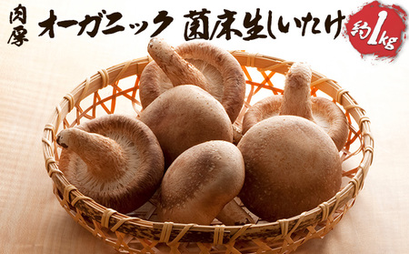 オーガニック 菌床生しいたけ 約1kg きのこ 野菜 国産 GAP認証 有機JAS認定 食物繊維 ビタミン ミネラル 