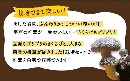 【全12回定期便】平戸有機きのこ栽培セット詰合せ〜旨み凝縮椎茸の芽付き〜 【きのこ屋】[KAD287]