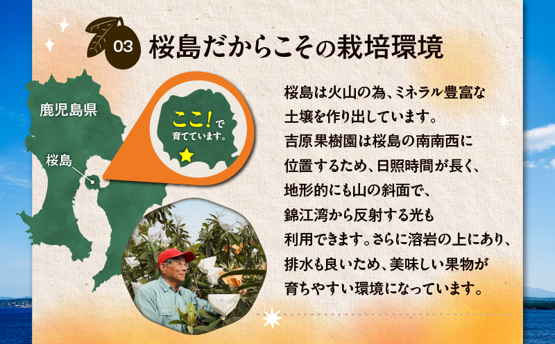 旬の朝採り！ 鹿児島 桜島産びわ 3箱（秀品）　K343-001_03