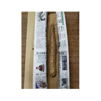 ふるさと納税 朝日村 贈答用長芋1本(1.0〜1.3kg程度) |  | 01