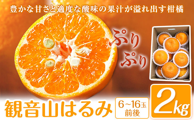 
                  【先行予約】はるみ 観音山はるみ 2kg (約6玉-16玉前後) 有限会社柑香園《2027年2月中旬-3月上頃出荷》和歌山県 紀の川市 フルーツ 果物 柑橘 みかん 春見
                