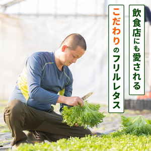 フリルレタス 6袋 ×6回 計 約 10.8kg 定期便 |レタス 旭市