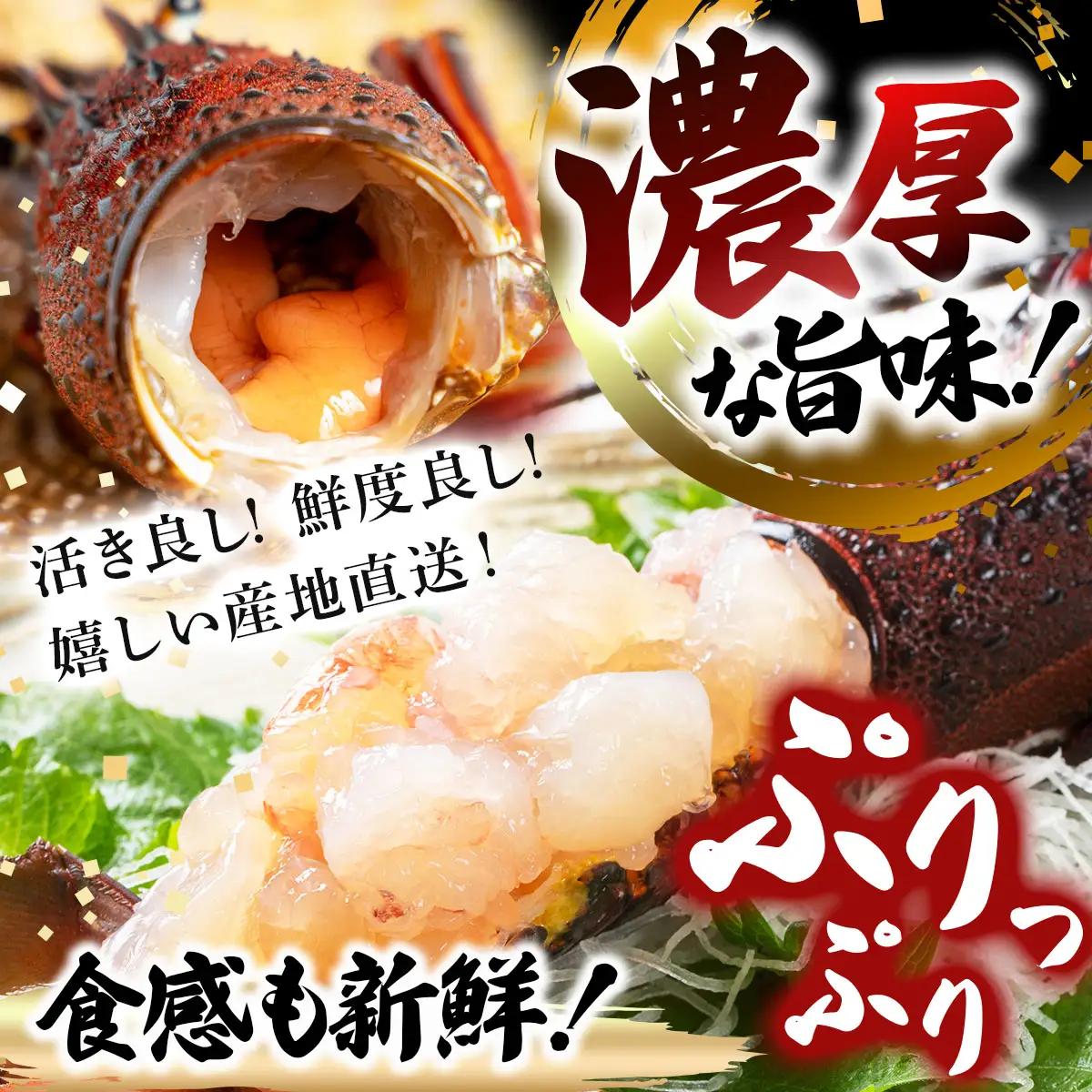 リピーター続出！伊勢海老 400～500g（1～2尾）