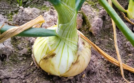 【新玉予約！】【仲田農園】超極早生新玉葱「福寿玉ねぎ」3kg◆配送2月上旬～４月中旬