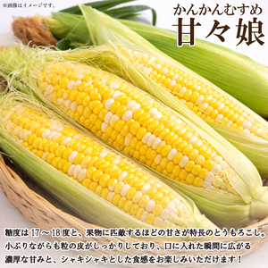 【 とうもろこし 】 甘々娘 4kg以上 Mサイズ 18本 サイズ混合 《 2026年6月発送 》 スイートコーン かんかん娘