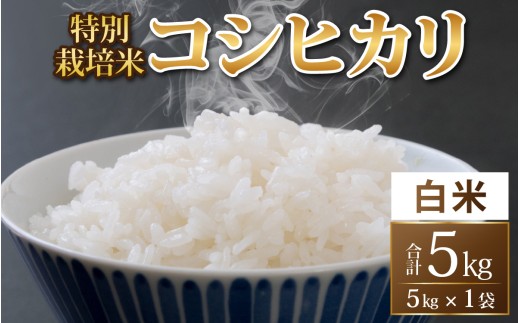 【令和8年度産 新米 先行予約】【白米】特別栽培米 コシヒカリ 5kg [A-033103] 無農薬 減農薬 こしひかり 特別栽培 白米 米 お米 コメ 送料無料 こしひかり 福井 永平寺町産
