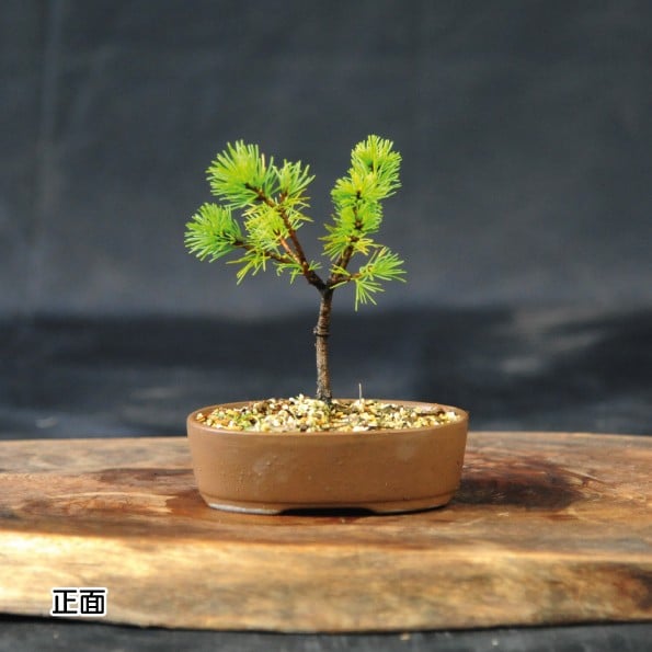 
            赤石の泉 赤石五葉松（鉢植え） F-137
          