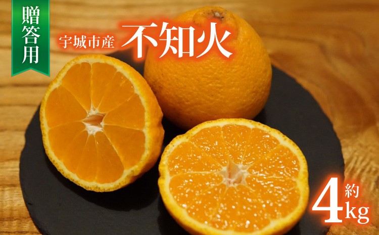 
                  先行予約 宇城市産 不知火 約4kg 15玉前後 贈答用 【2027年2月上旬から3月下旬頃発送予定】果物 くだもの フルーツ 柑橘 かんきつ みかん ミカン 蜜柑 しらぬい 清見 ポンカン 交配種 国産 産地直送 高糖度 酸味 バランス さっぱり 熊本県 宇城市 ひでみかん
                