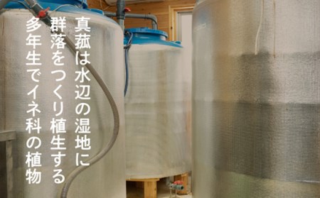 No.103 真菰（まこも）乳酸菌液　1.5L×2本【n0103_nyu】