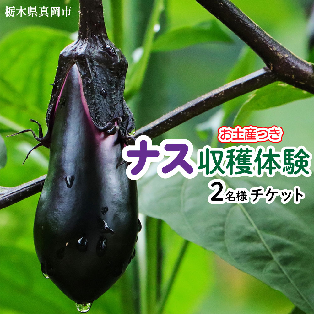 【ふるさと納税】ナスの収穫体験チケット2名様｜ 野菜 ナス 茄子 夏秋ナス 長ナス なす なすび 夏 秋 夏休み 国産 野菜収穫 体験 特産品 栃木県 真岡市 送料無料