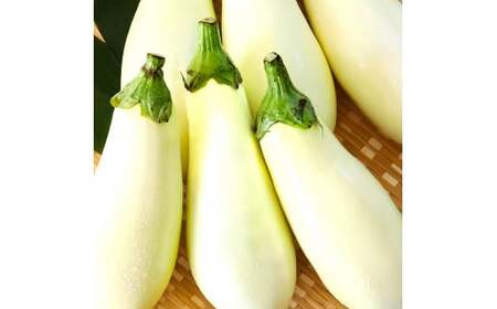 先行予約 白ナス6本 -  なす 茄子 1本200g以上 野菜 新鮮 美味しい グラタン シチュー ラタトゥイユ 洋食 和食 料理 お取り寄せ ふるさとのうぜい 故郷納税 5000円 返礼品 高知県 