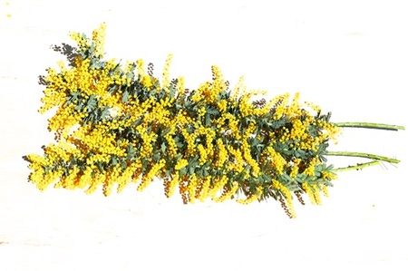 牧之原産 ミモザ切り花 80cm×8本 手作り 緑王園芸 お花 観葉 静岡県 牧之原市 