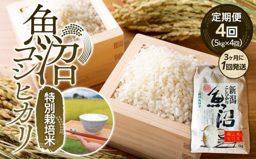 【令和8年産　新米】定期便４回！！魚沼コシヒカリ特別栽培米５kg×４回（３カ月に１回発送）【定期便 銘柄米 ブランド米 精米 こしひかり コシヒカリ 魚沼産 新潟米 産地直送 お米 米 こめ コメ ご飯 御飯 ごはん】【2026年10月中旬より順次発送予定】