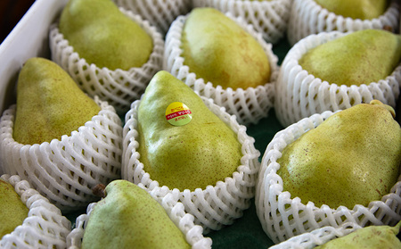 【定期便2回】やまがた洋梨 マリゲットマリーラ＆ラフランス食べ比べ定期便【令和8年産先行予約】FS25-140