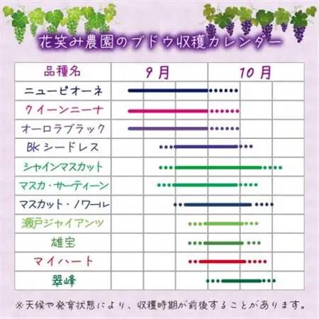 【2026年先行受付】岡山　花笑み農園の『BKシードレス』500g以上(中1房)　B-中1【配送不可地域：離島】【1695409】