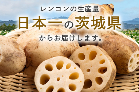 れんこん 2箱 ( 約 8kg ) 新ひたち野大地のめぐみ 旬の野菜 季節限定 (B01-013)