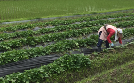 精華　いもようかん【配送不可地域：離島】【1209043】