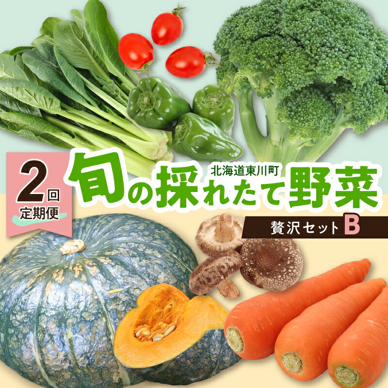 【ふるさと納税】【2回定期便】旬の採れたて野菜「贅沢セットB」