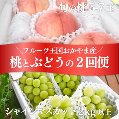 ふるさと納税 津山市 【発送月固定定期便】量も質も満足便! 桃とシャインマスカットどっちも食べたい! (岡山県産)全2回