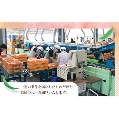 ふるさと納税 桑折町 もも【あかつき・2026年産先行受付】特秀約3kg「献上桃の郷ブランド品」桑折町産　JAふくしま未来 |  | 02