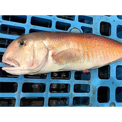 ふるさと納税 八幡浜市 竹中水産の「甘鯛(赤又は白)1.5キロ前後」【H22-261】 |  | 01