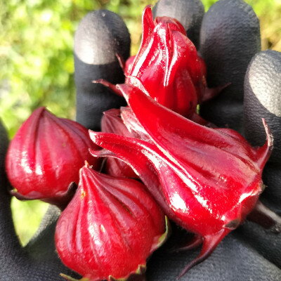 【ふるさと納税】静岡県掛川市産　ハイビスカスローゼル　約400g【配送不可地域：離島・沖縄県】【1710702】