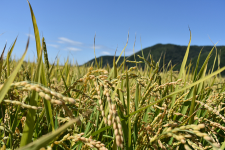 【北海道士別市】※令和５年産米※上士別の生産者がつくるななつぼし5㎏×4袋 