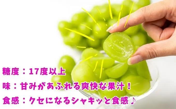 【2026年8月下旬から順次発送】 シャインマスカット 約500g 1房