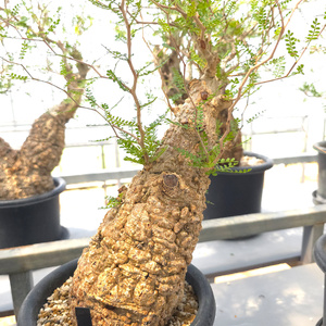 オペルクリカリア・パキプス「塊根植物の王様」(発根管理済) Z11｜観葉植物 コーデックス [0597]