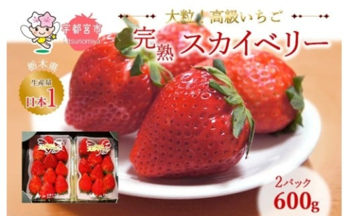 【2月発送】高級いちご 完熟スカイベリー2パック 600g ｜ いちご 栃木  スカイベリー 甘い 糖度 旬 新鮮 フルーツ 果物 アレンジ スイーツ いちごジャム フルーツサンド 贈答用 プレゼント ※2025年12月下旬～2026年3月下旬頃に順次発送予定 ※沖縄・離島への配送不可