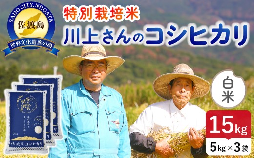 佐渡島産コシヒカリ「川上さんのお米」白米15kg（5kg×3袋）令和7年産 特別栽培米 単一原料米 平清水の水で育てた | 新潟県産コシヒカリ 新潟産コシヒカリ 佐渡産コシヒカリ 新潟県産こしひかり 佐渡産こしひかり お米 米 こしひかり 白米 精米 ブランド米 おこめ コメ 15キロ 農家直送 にいがた さど 新潟県 佐渡市