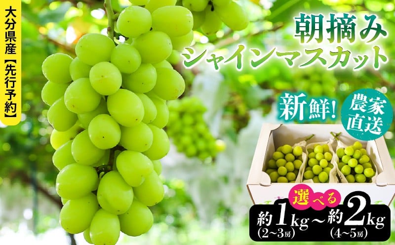 
                  テレビで紹介されました！【先行予約】【令和8年発送】農家直送！ 新鮮！ 朝づみ シャインマスカット 1kg 1.5kg 2kg フルーツ 果物 贈答 大分県産 採れたて_2537R
                