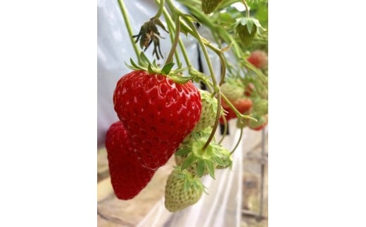 
            あぐり丹波3Dイチゴ園　イチゴ狩り体験(2名様)　お土産付
          