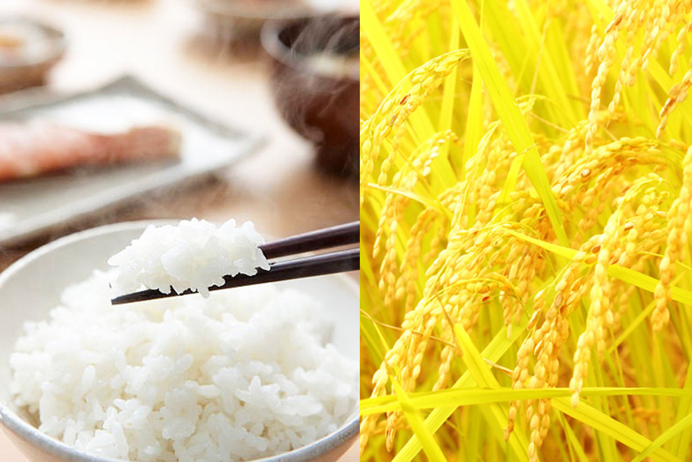 〈令和7年産 新米〉有機栽培米 新潟産コシヒカリ 5kg 有機JAS認証【2025年10月下旬頃より順次発送】 精米 白米