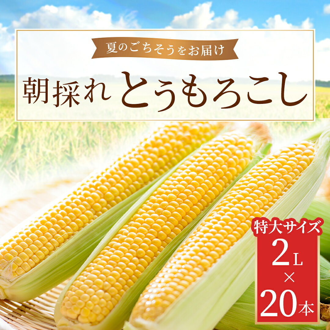 【ふるさと納税】朝採れとうもろこし 20本セット 2L【 ふるさと納税 人気 おすすめ ランキング 夏のごちそう とうもろこし トウモロコシ コーン 旬 ゴールドラッシュ 糖度 甘味 焼きもろこし フルーツ 福島県 北塩原村 送料無料 】 KBJ007