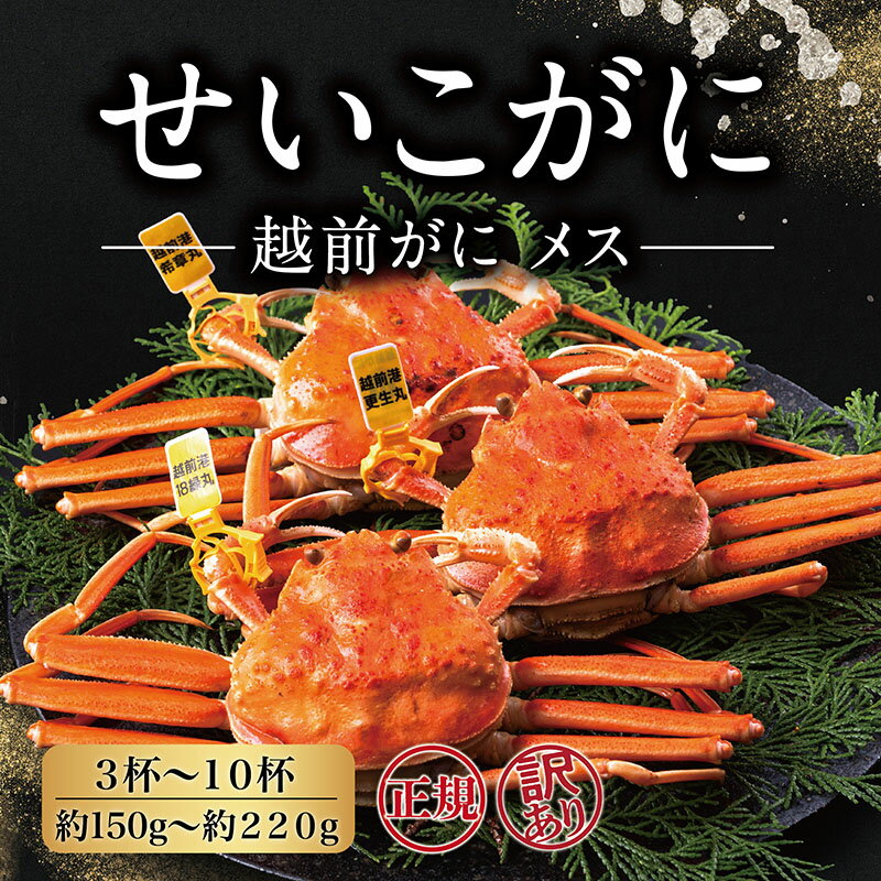 【ふるさと納税】先行予約〈9月・10月期間限定規格〉冷蔵 越前がに(メス)「せいこがに」 150g前後〜220g前後 3杯〜10杯 正規 訳あり選択 / 送料 無料 福井県 越前市 武生 かに カニ 蟹 越前かに 越前ガニ 越前カニ ズワイガニ 雌 年内配送（18209）